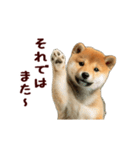 動く！優しい敬語のまめしば（個別スタンプ：19）
