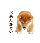 動く！優しい敬語のまめしば（個別スタンプ：20）