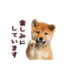 動く！優しい敬語のまめしば（個別スタンプ：21）