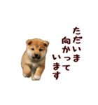 動く！優しい敬語のまめしば（個別スタンプ：22）