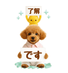 癒しプードルの気軽な敬語スタンプ【BIG】（個別スタンプ：1）