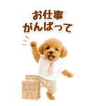 癒しプードルの気軽な敬語スタンプ【BIG】（個別スタンプ：37）