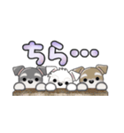 ミニチュアシュナウザー***でか文字（個別スタンプ：21）