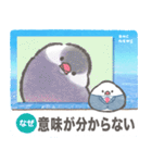 文鳥ニュース（個別スタンプ：4）