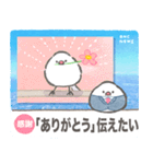 文鳥ニュース（個別スタンプ：5）