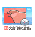 文鳥ニュース（個別スタンプ：14）
