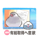 文鳥ニュース（個別スタンプ：15）