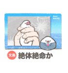 文鳥ニュース（個別スタンプ：18）