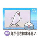 文鳥ニュース（個別スタンプ：19）