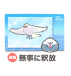 文鳥ニュース（個別スタンプ：23）