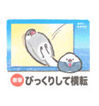 文鳥ニュース（個別スタンプ：29）