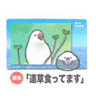 文鳥ニュース（個別スタンプ：31）