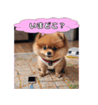 ポメちゃんのラブリートーク（個別スタンプ：8）