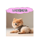 ポメちゃんのラブリートーク（個別スタンプ：11）