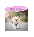 ポメちゃんのラブリートーク（個別スタンプ：19）