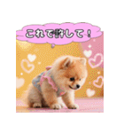 ポメちゃんのラブリートーク（個別スタンプ：33）