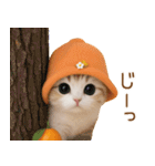 スコティッシュ猫 可愛いみかんハット（個別スタンプ：18）