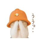 スコティッシュ猫 可愛いみかんハット（個別スタンプ：24）