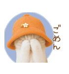 スコティッシュ猫 可愛いみかんハット（個別スタンプ：26）