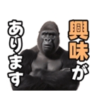 傾聴する聞き上手なゴリラ（個別スタンプ：6）