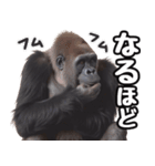 傾聴する聞き上手なゴリラ（個別スタンプ：9）