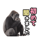 傾聴する聞き上手なゴリラ（個別スタンプ：12）
