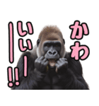 傾聴する聞き上手なゴリラ（個別スタンプ：20）