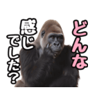 傾聴する聞き上手なゴリラ（個別スタンプ：21）
