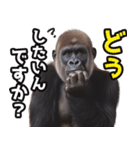 傾聴する聞き上手なゴリラ（個別スタンプ：24）