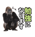 傾聴する聞き上手なゴリラ（個別スタンプ：25）