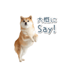 ああ言えばfor you柴犬【面白い・ネタ】（個別スタンプ：2）