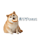 ああ言えばfor you柴犬【面白い・ネタ】（個別スタンプ：5）