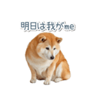 ああ言えばfor you柴犬【面白い・ネタ】（個別スタンプ：6）