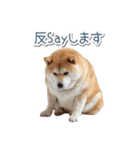 ああ言えばfor you柴犬【面白い・ネタ】（個別スタンプ：8）