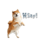 ああ言えばfor you柴犬【面白い・ネタ】（個別スタンプ：9）