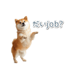 ああ言えばfor you柴犬【面白い・ネタ】（個別スタンプ：12）