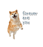 ああ言えばfor you柴犬【面白い・ネタ】（個別スタンプ：13）