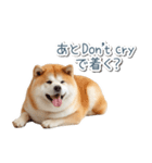 ああ言えばfor you柴犬【面白い・ネタ】（個別スタンプ：14）