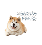 ああ言えばfor you柴犬【面白い・ネタ】（個別スタンプ：16）