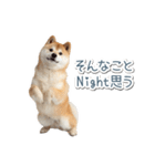 ああ言えばfor you柴犬【面白い・ネタ】（個別スタンプ：18）