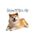 ああ言えばfor you柴犬【面白い・ネタ】（個別スタンプ：19）