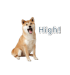 ああ言えばfor you柴犬【面白い・ネタ】（個別スタンプ：20）