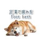 ああ言えばfor you柴犬【面白い・ネタ】（個別スタンプ：21）