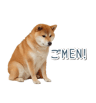 ああ言えばfor you柴犬【面白い・ネタ】（個別スタンプ：23）