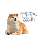 ああ言えばfor you柴犬【面白い・ネタ】（個別スタンプ：24）