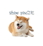 ああ言えばfor you柴犬【面白い・ネタ】（個別スタンプ：25）