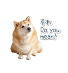 ああ言えばfor you柴犬【面白い・ネタ】（個別スタンプ：26）