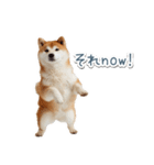 ああ言えばfor you柴犬【面白い・ネタ】（個別スタンプ：28）