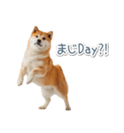 ああ言えばfor you柴犬【面白い・ネタ】（個別スタンプ：29）