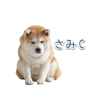 ああ言えばfor you柴犬【面白い・ネタ】（個別スタンプ：30）